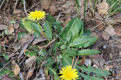 Taraxacum obovatum