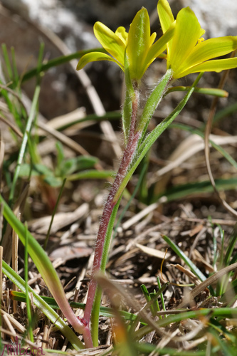 Luberon Gagea (Gagea luberonensis)