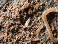 Miktoniscus patiencei