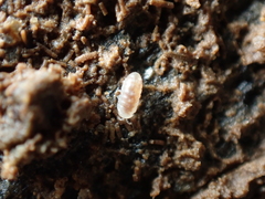 Buchnerillo atlanticus