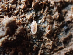 Buchnerillo atlanticus