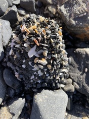 Anthopleura xanthogrammica