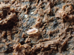 Buchnerillo atlanticus