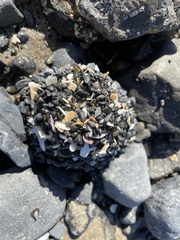 Anthopleura xanthogrammica