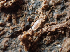 Buchnerillo atlanticus