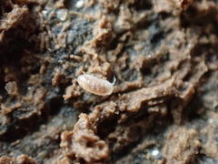 Buchnerillo atlanticus