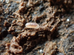 Buchnerillo atlanticus