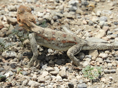 Agama dodomae