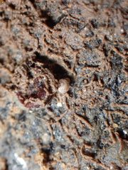 Buchnerillo atlanticus