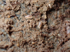 Buchnerillo atlanticus