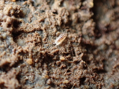 Buchnerillo atlanticus