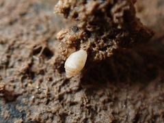 Leucophytia bidentata