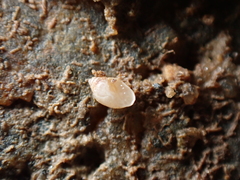 Leucophytia bidentata