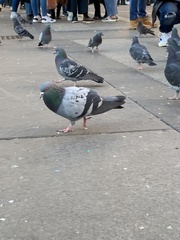Columba livia domestica