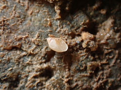 Leucophytia bidentata
