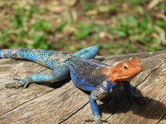 Agama dodomae