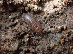 Halophiloscia couchii