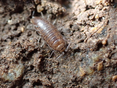 Halophiloscia couchii