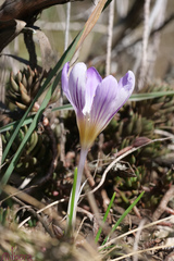 Crocus versicolor