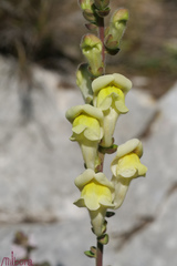 Antirrhinum majus