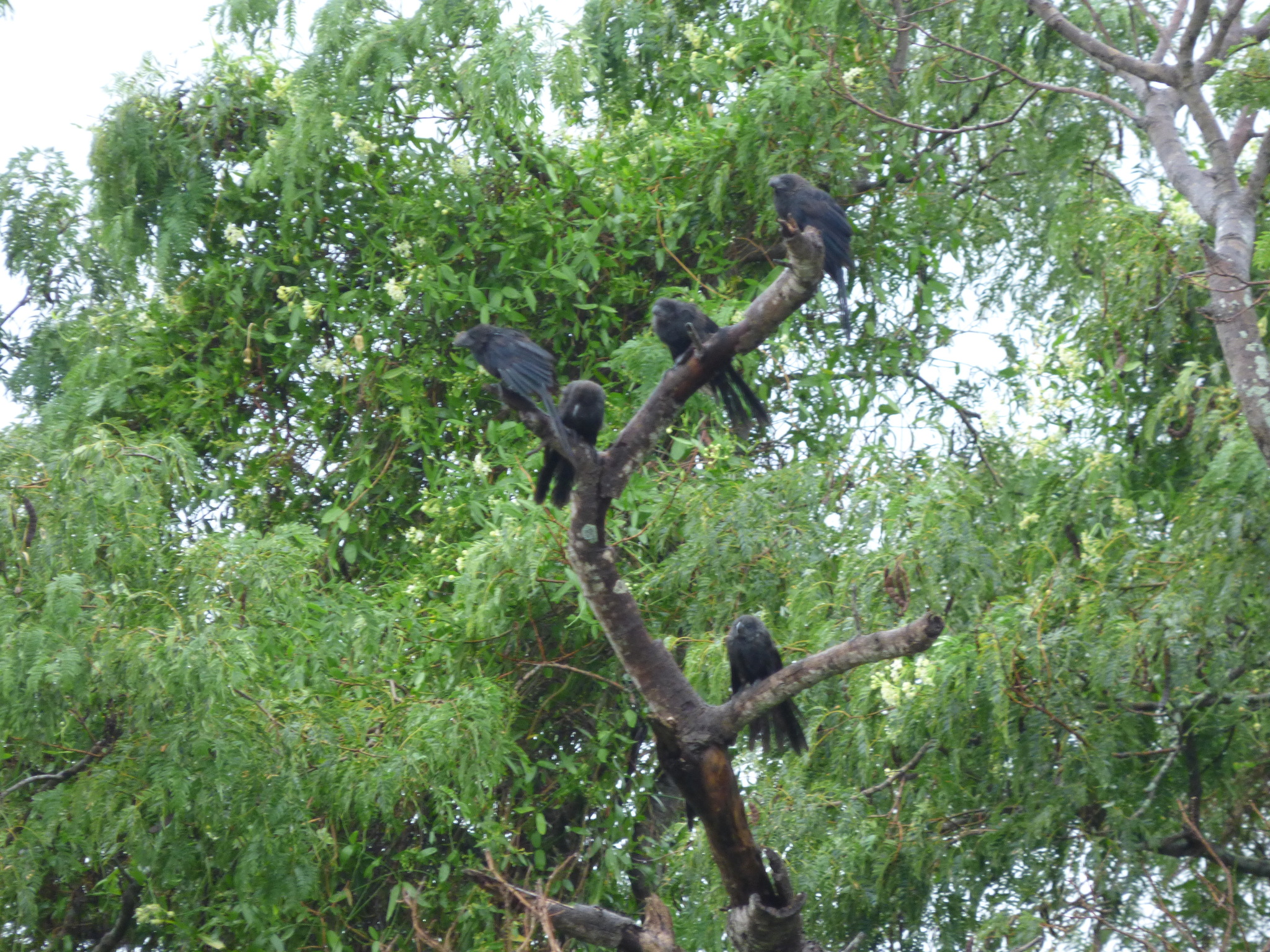 garrapatero pico liso, smooth-billed ani