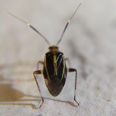 Horciasinus signoreti