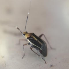 Horciasinus signoreti