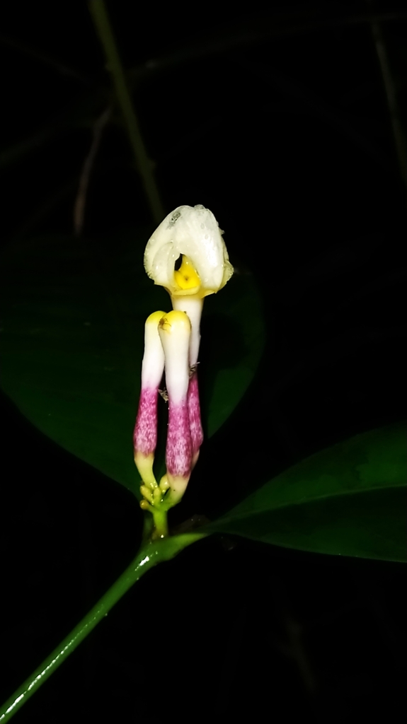 Tabernaemontana disticha