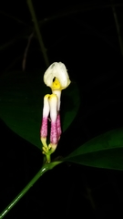 Tabernaemontana disticha