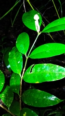 Tabernaemontana disticha