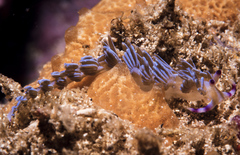 Pteraeolidia ianthina