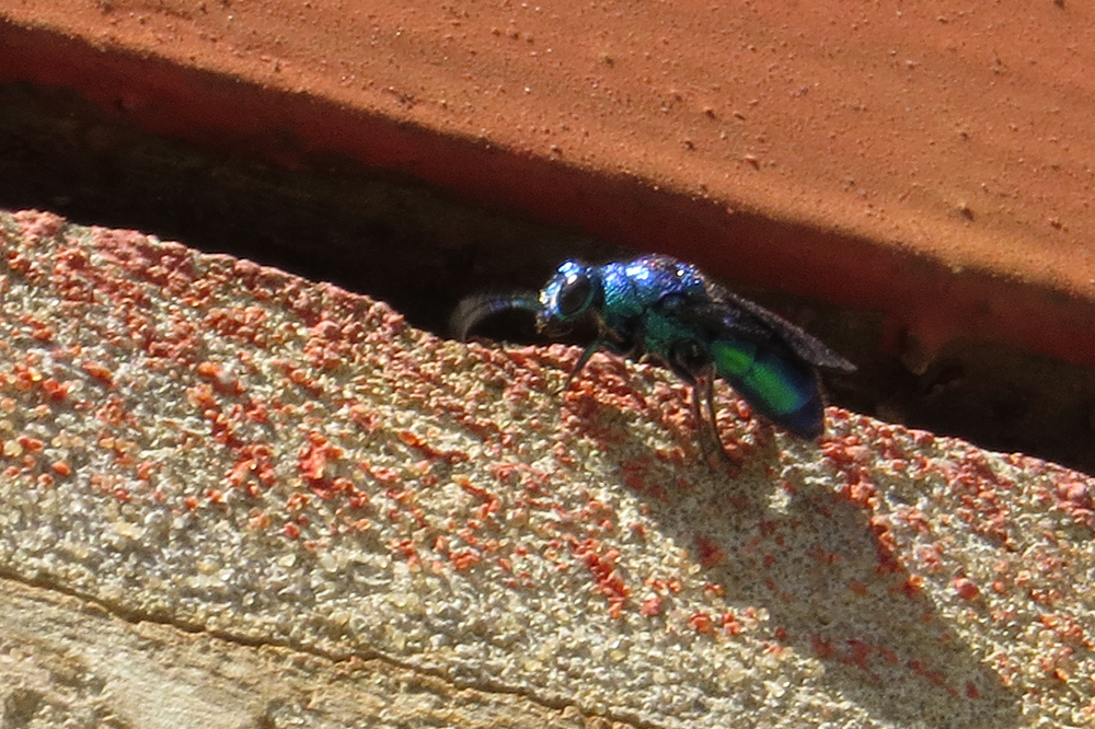 Metallic Bluishgreen Cuckoo Wasp from Berisso, Provincia de Buenos