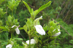 Poikilacanthus glandulosus