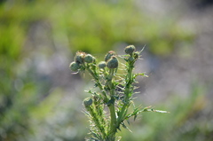 Cirsium nuttallii