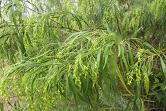 Raulinoreitzia tremula