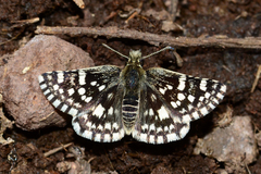 Pyrgus xanthus