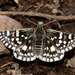 Pyrgus xanthus - Photo (c) Ken Kertell, alguns direitos reservados (CC BY-NC), uploaded by Ken Kertell