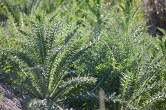 Cirsium nuttallii