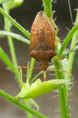 Supputius cincticeps