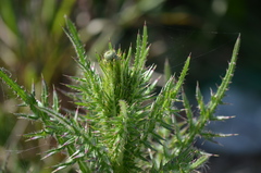 Cirsium nuttallii
