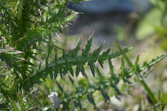Cirsium nuttallii