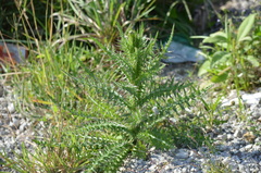 Cirsium nuttallii