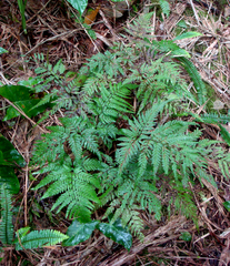 Parapolystichum kermadecense