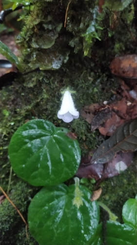 Lembocarpus