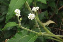 Persicaria stelligera