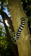 Amphicallia bellatrix