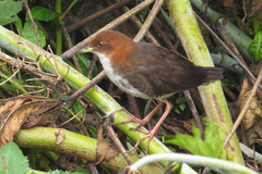 Laterallus leucopyrrhus