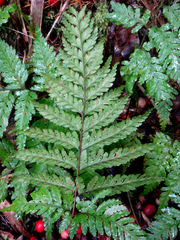 Parapolystichum kermadecense