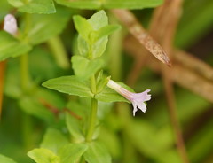 Gratiola peruviana