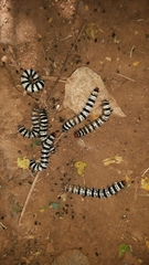 Amphicallia bellatrix